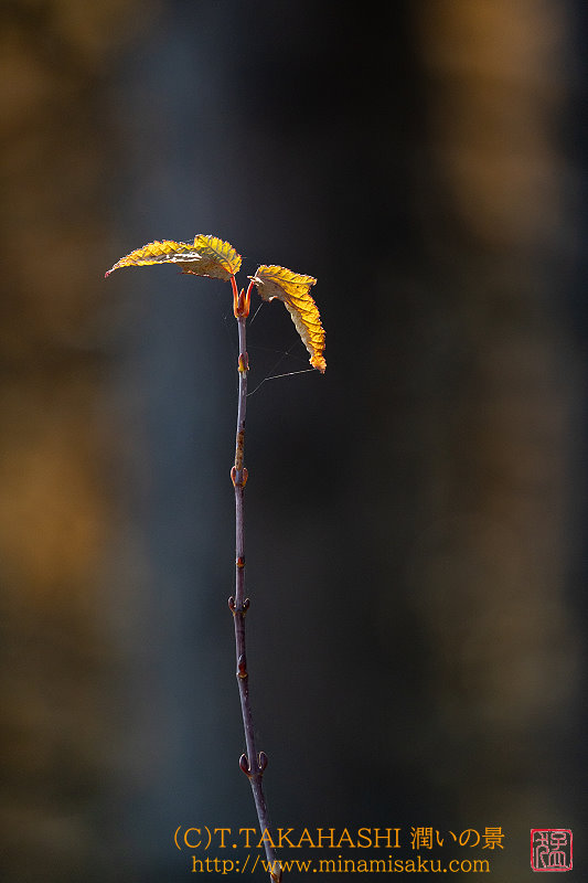 ../Images/7R241110 (148).jpg